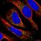 Transmembrane anterior posterior transformation protein 1 antibody, HPA048658, Atlas Antibodies, Immunocytochemistry image 