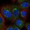 Abhydrolase Domain Containing 5 antibody, HPA035851, Atlas Antibodies, Immunocytochemistry image 