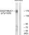 Mucin 1, Cell Surface Associated antibody, GTX55325, GeneTex, Western Blot image 