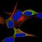 NAC Alpha Domain Containing antibody, NBP2-47363, Novus Biologicals, Immunofluorescence image 