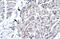 Forkhead Box E3 antibody, 27-546, ProSci, Western Blot image 