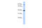 Olfactory Receptor Family 11 Subfamily H Member 12 antibody, 25-990, ProSci, Western Blot image 