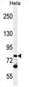 Protocadherin Beta 10 antibody, AP53205PU-N, Origene, Western Blot image 