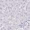 Prion Like Protein Doppel antibody, NBP2-31928, Novus Biologicals, Immunohistochemistry frozen image 