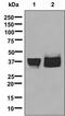 ATPase Na+/K+ Transporting Subunit Beta 3 antibody, ab137055, Abcam, Western Blot image 