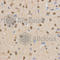 Transducin-like enhancer protein 1 antibody, A5501, ABclonal Technology, Immunohistochemistry paraffin image 