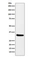 Retinaldehyde-binding protein 1 antibody, M05421, Boster Biological Technology, Western Blot image 