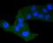 Death Domain Associated Protein antibody, NBP2-67614, Novus Biologicals, Immunocytochemistry image 