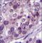 Nuclear Receptor Subfamily 3 Group C Member 1 antibody, LS-C162996, Lifespan Biosciences, Immunohistochemistry frozen image 