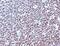 Cycb1 antibody, 33-993, ProSci, Immunohistochemistry paraffin image 