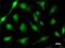 Apoptotic Chromatin Condensation Inducer 1 antibody, LS-C342840, Lifespan Biosciences, Immunofluorescence image 