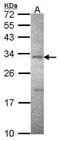 ATPase Na+/K+ Transporting Subunit Beta 3 antibody, PA5-22338, Invitrogen Antibodies, Western Blot image 