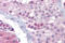 Synaptonemal complex protein 3 antibody, 27-155, ProSci, Immunohistochemistry frozen image 