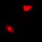 Small Glutamine Rich Tetratricopeptide Repeat Containing Alpha antibody, abx141393, Abbexa, Western Blot image 