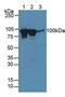 Dynamin 1 antibody, MBS2026577, MyBioSource, Western Blot image 