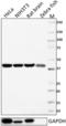 Beta-Actin antibody, 664801, BioLegend, Western Blot image 