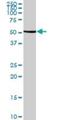 Glutamate Dehydrogenase 2 antibody, H00002747-B02P, Novus Biologicals, Western Blot image 