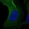 Asparagine synthetase [glutamine-hydrolyzing] antibody, HPA004924, Atlas Antibodies, Immunofluorescence image 