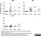 CD79a antibody, AAI40P, Bio-Rad (formerly AbD Serotec) , Enzyme Linked Immunosorbent Assay image 