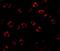 Serine Palmitoyltransferase Long Chain Base Subunit 2 antibody, GTX31437, GeneTex, Immunofluorescence image 