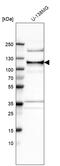 Kiaa0692 antibody, HPA003602, Atlas Antibodies, Western Blot image 