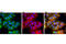 Protein Phosphatase 1 Regulatory Subunit 12A antibody, 8574S, Cell Signaling Technology, Immunocytochemistry image 