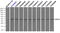 Mitogen-Activated Protein Kinase 1 antibody, LS-C114566, Lifespan Biosciences, Immunoprecipitation image 