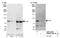 Cullin 5 antibody, NBP1-22970, Novus Biologicals, Western Blot image 