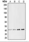 Chemerin Chemokine-Like Receptor 1 antibody, orb375834, Biorbyt, Western Blot image 