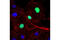 c-Myc antibody, 2276S, Cell Signaling Technology, Immunofluorescence image 