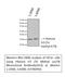 Histone H3 antibody, STJ96993, St John