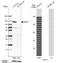 Cadherin 17 antibody, NBP1-88237, Novus Biologicals, Western Blot image 