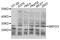 SET And MYND Domain Containing 3 antibody, MBS126276, MyBioSource, Western Blot image 