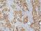 Cyclin Dependent Kinase 5 antibody, A00511-1, Boster Biological Technology, Immunohistochemistry frozen image 