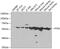 Protein Tyrosine Kinase 6 antibody, GTX33043, GeneTex, Western Blot image 