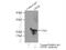 Growth Factor, Augmenter Of Liver Regeneration antibody, 11293-1-AP, Proteintech Group, Immunoprecipitation image 