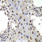PR/SET Domain 14 antibody, LS-C334124, Lifespan Biosciences, Immunohistochemistry paraffin image 