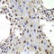 PR domain zinc finger protein 14 antibody, LS-C334124, Lifespan Biosciences, Immunohistochemistry paraffin image 