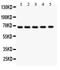 HNF1 Homeobox A antibody, LS-C344065, Lifespan Biosciences, Western Blot image 