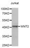 Wnt Family Member 2 antibody, PA5-76844, Invitrogen Antibodies, Western Blot image 