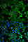 NPR2 Like, GATOR1 Complex Subunit antibody, A5859, ABclonal Technology, Immunofluorescence image 