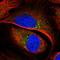 TBC1 Domain Family Member 23 antibody, HPA038152, Atlas Antibodies, Immunocytochemistry image 