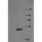RNA Binding Motif Protein 8A antibody, IQ220, Immuquest, Dot Blot image 