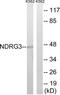 Protein NDRG3 antibody, TA315660, Origene, Western Blot image 