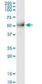 Metallophosphoesterase 1 antibody, MA5-24488, Invitrogen Antibodies, Western Blot image 