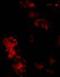 Bcl2 Modifying Factor antibody, GTX29653, GeneTex, Immunocytochemistry image 