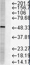 FKBP Prolyl Isomerase 5 antibody, LS-C227366, Lifespan Biosciences, Western Blot image 