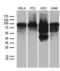 Actin Filament Associated Protein 1 antibody, LS-C795485, Lifespan Biosciences, Western Blot image 