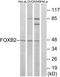 Forkhead Box B2 antibody, PA5-39169, Invitrogen Antibodies, Western Blot image 