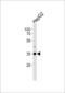 Activator Of Basal Transcription 1 antibody, LS-C344452, Lifespan Biosciences, Western Blot image 